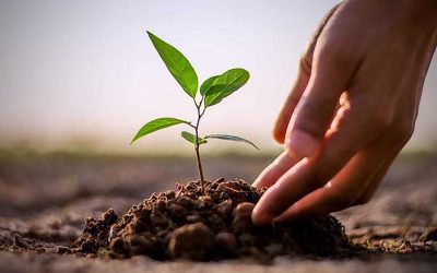 Roleystone Organic Growers 2025