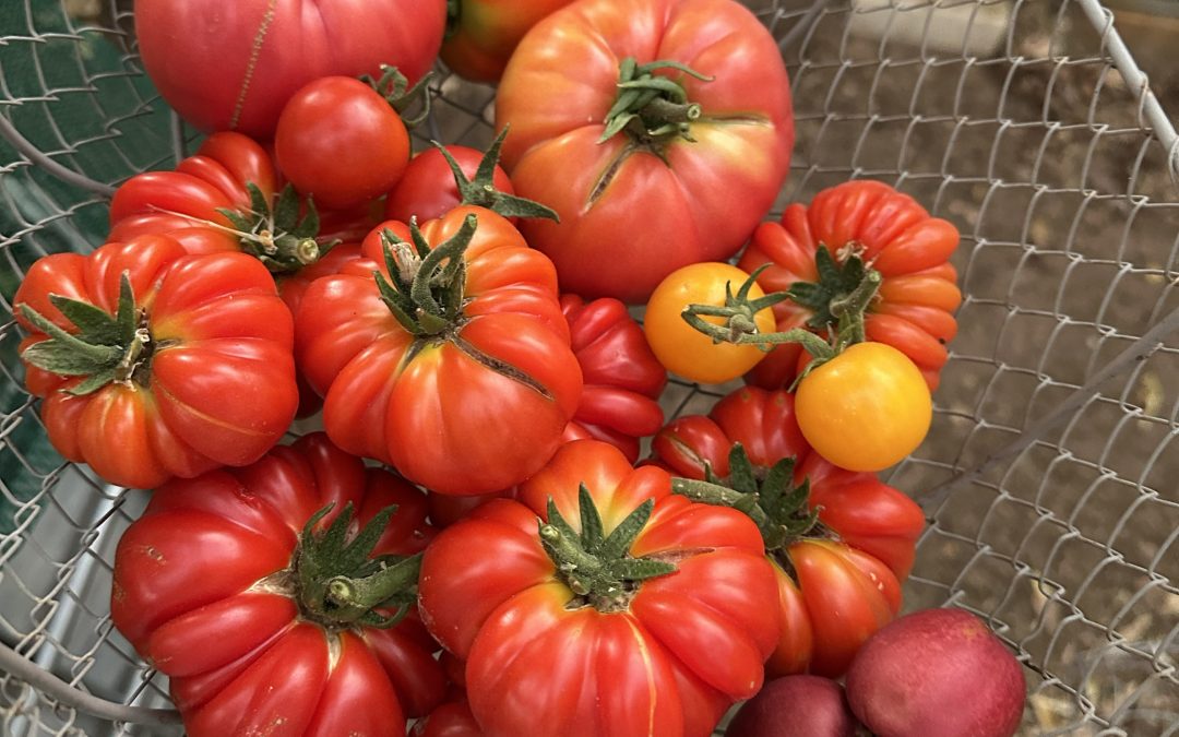 Roleystone Organic Growers – August Growing Panel